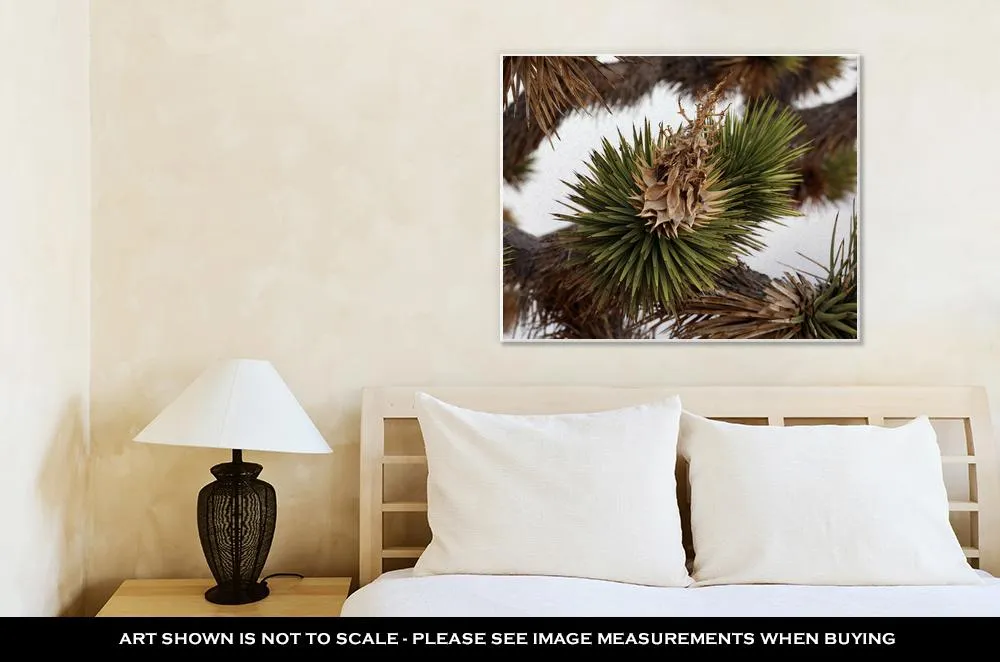 Gallery Wrapped Canvas, Dried Joshua Trees Flowers And Leaves